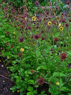wood avens
